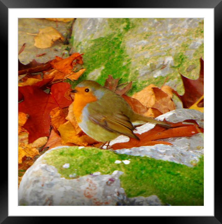 autumn robin Framed Mounted Print by sue davies