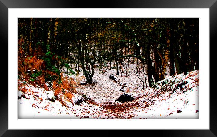 the woods Framed Mounted Print by sue davies