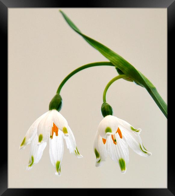 snowdrops Framed Print by sue davies