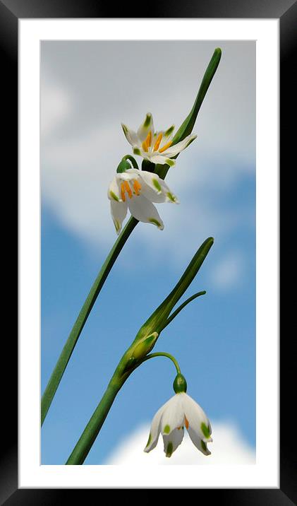 snowdrops n clouds Framed Mounted Print by sue davies