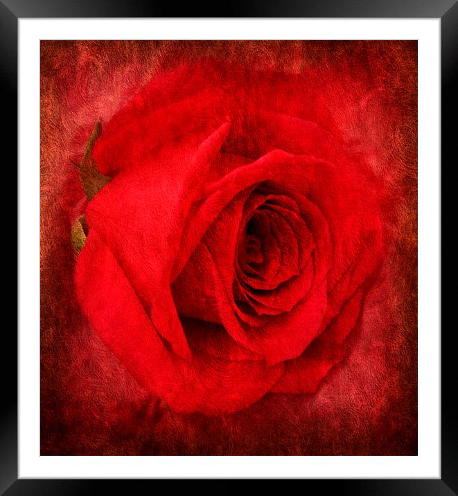the beautiful rose Framed Mounted Print by sue davies