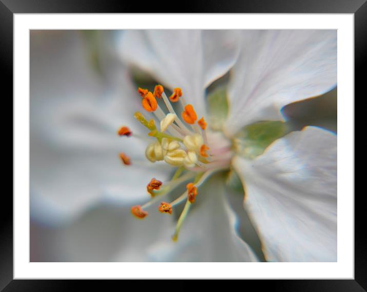 apple blossom Framed Mounted Print by sue davies