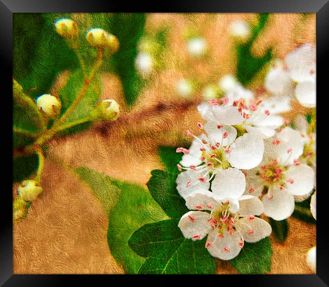blossom Framed Print by sue davies
