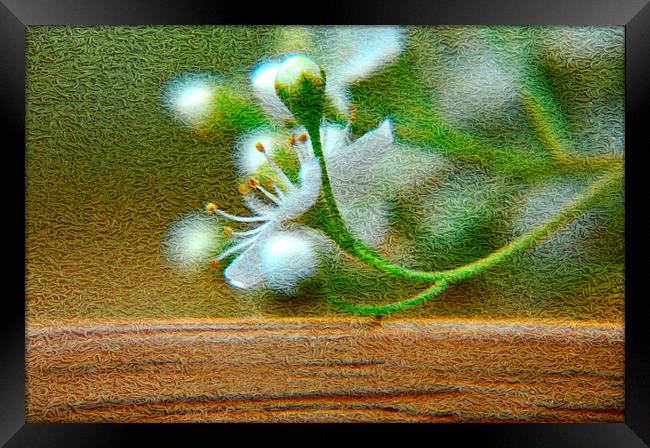 blossom Framed Print by sue davies