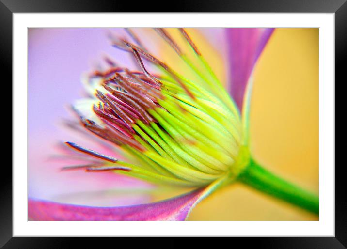 clematis Framed Mounted Print by sue davies