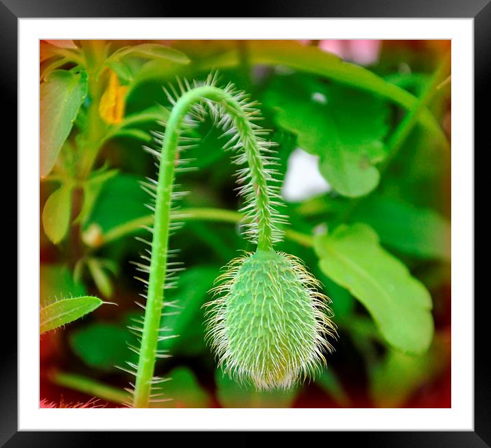 poppy bud Framed Mounted Print by sue davies