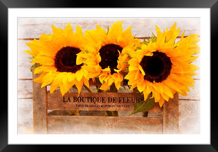  sunflowers Framed Mounted Print by sue davies