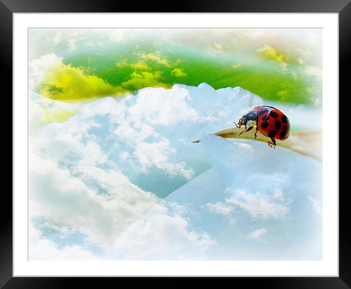  cosmic ladybird Framed Mounted Print by sue davies