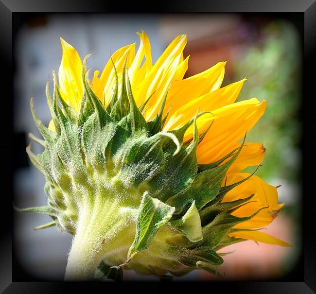  the lovely sunflower Framed Print by sue davies