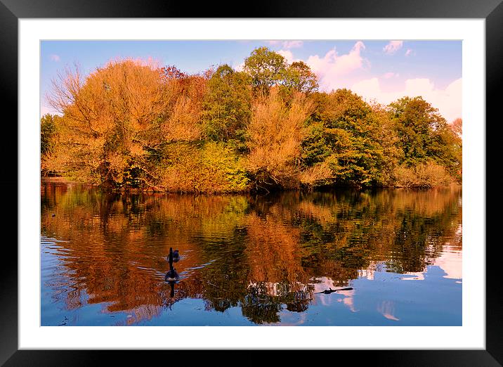  autumn reflections Framed Mounted Print by sue davies