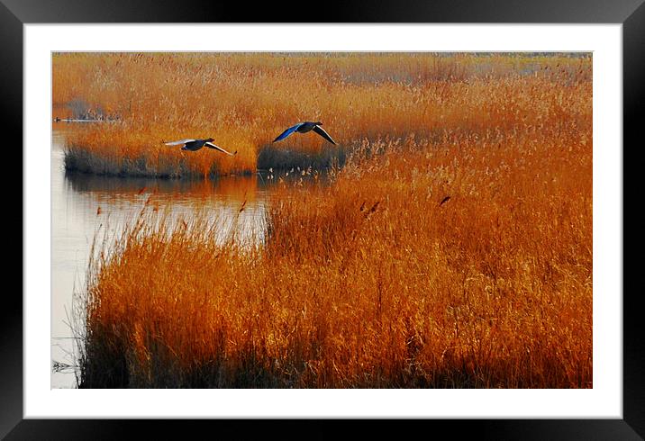  in flight Framed Mounted Print by sue davies