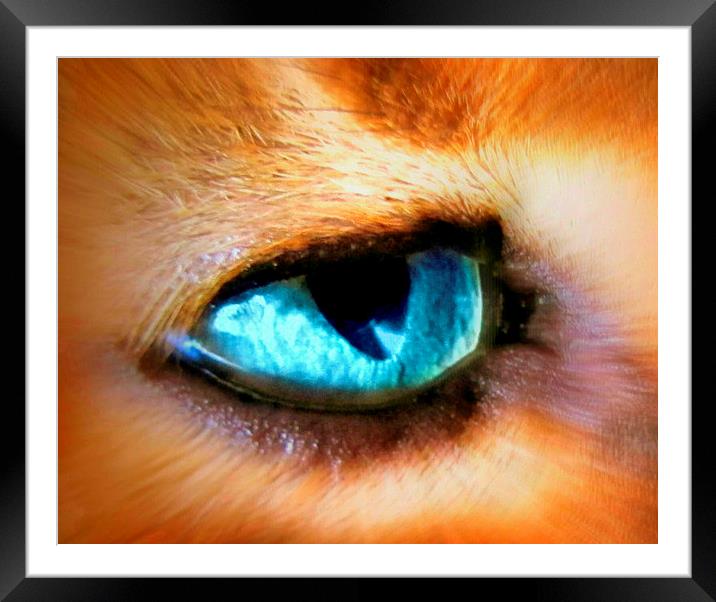  cats eye Framed Mounted Print by sue davies