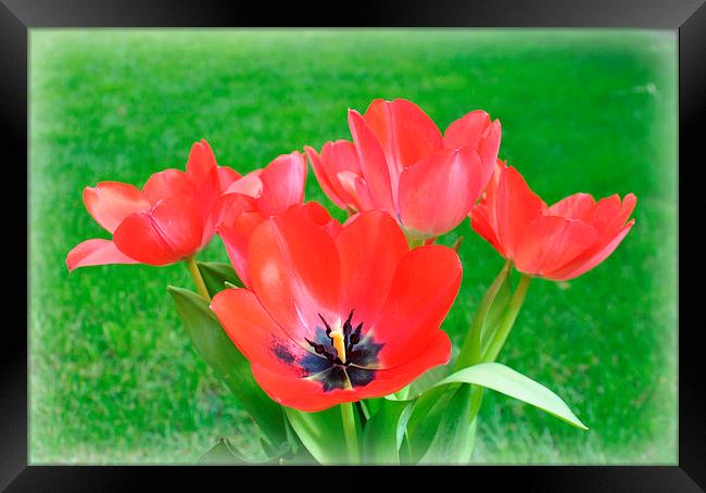  tulips Framed Print by sue davies