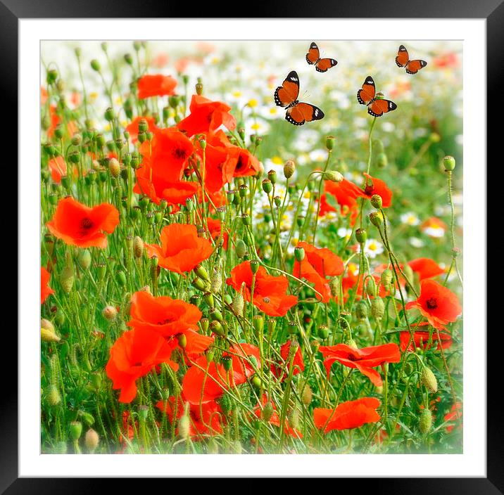 butterfly's Framed Mounted Print by sue davies