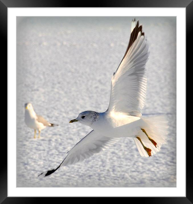  flying low Framed Mounted Print by sue davies