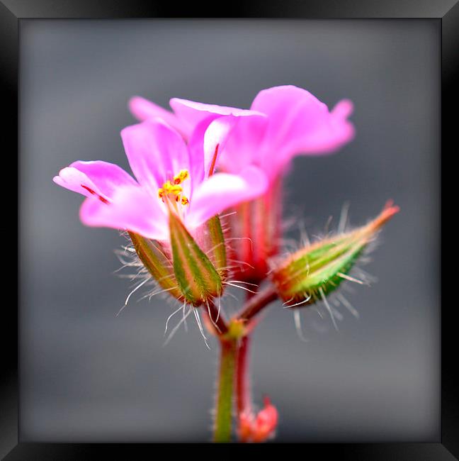  tiny pink flower Framed Print by sue davies