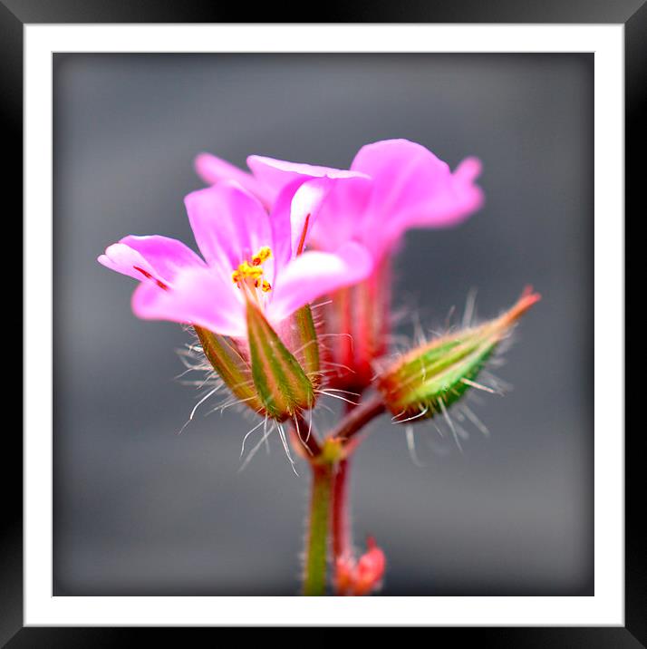  tiny pink flower Framed Mounted Print by sue davies