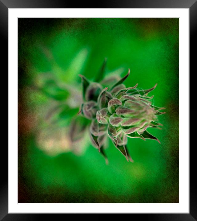  flora Framed Mounted Print by sue davies
