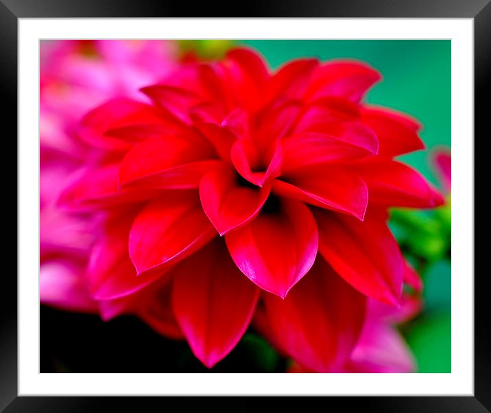  floral beauty Framed Mounted Print by sue davies