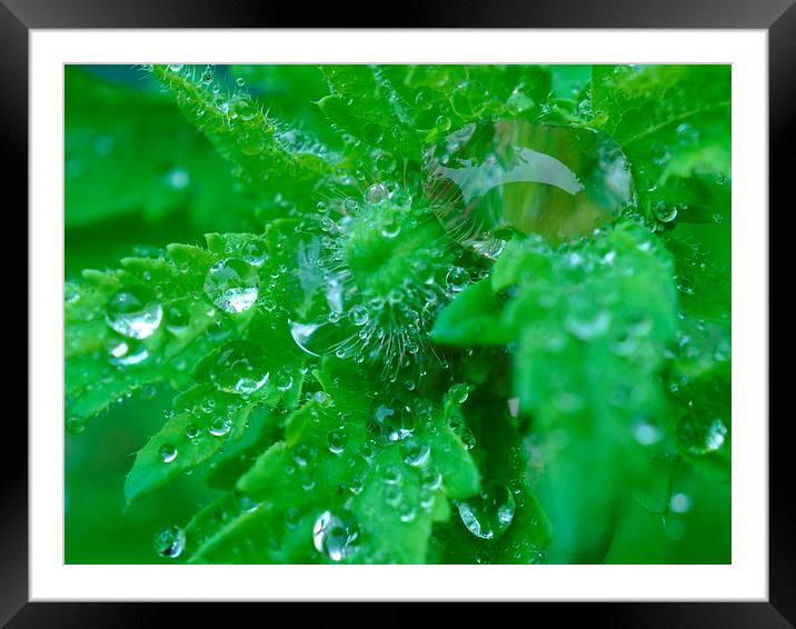  droplets Framed Mounted Print by sue davies