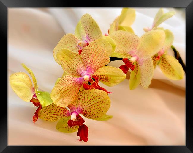  beautiful orchids Framed Print by sue davies