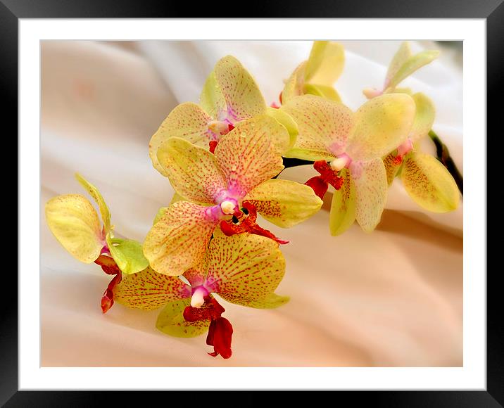  beautiful orchids Framed Mounted Print by sue davies
