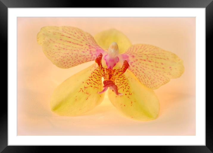  lovely orchid Framed Mounted Print by sue davies