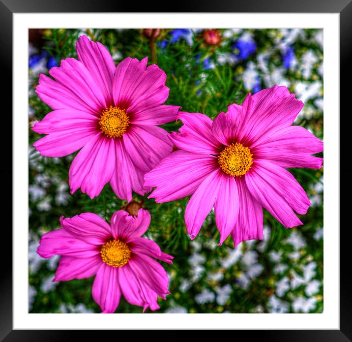  pretty pink flowers Framed Mounted Print by sue davies