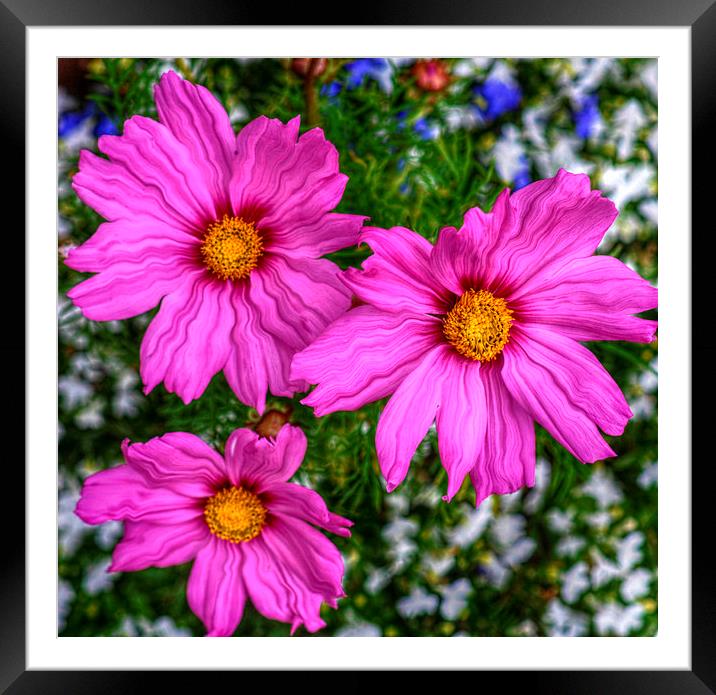  pink Framed Mounted Print by sue davies