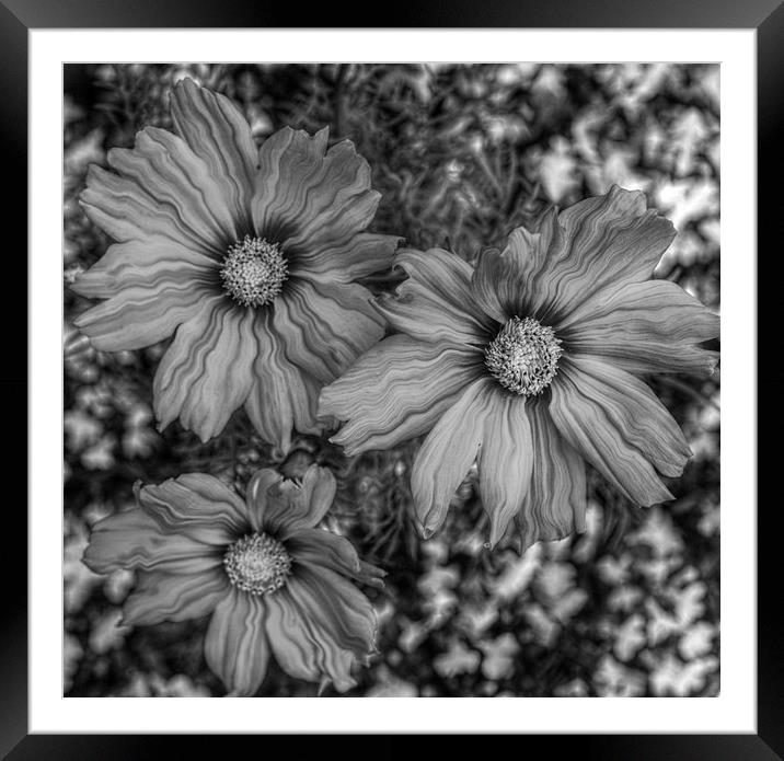  mono flowers Framed Mounted Print by sue davies