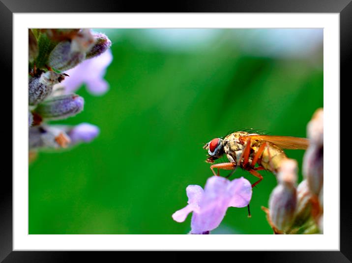  bzzzz Framed Mounted Print by sue davies