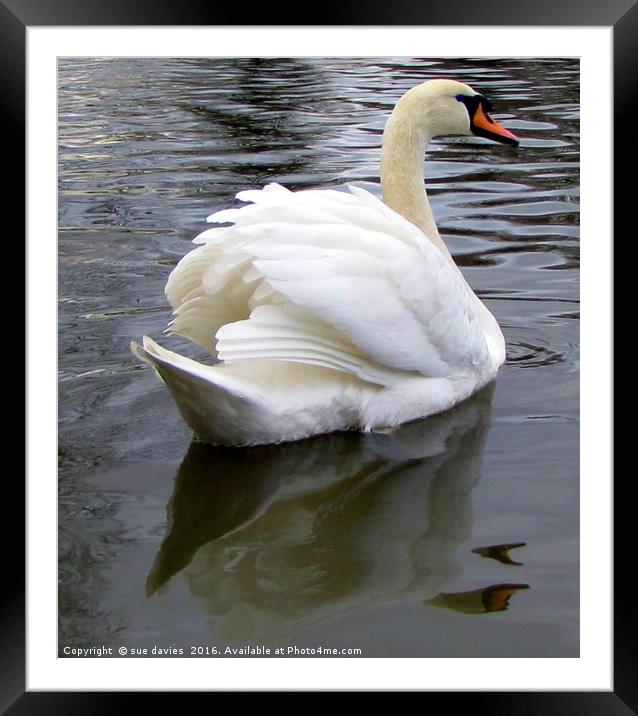 reflections of a swan                              Framed Mounted Print by sue davies