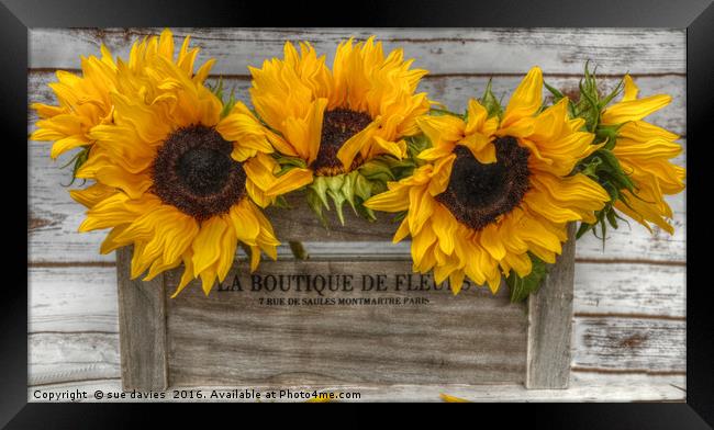 sunflowers Framed Print by sue davies