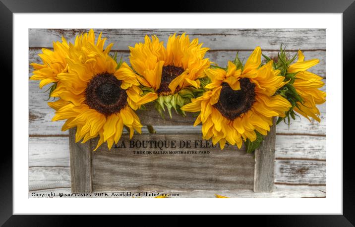 sunflowers Framed Mounted Print by sue davies