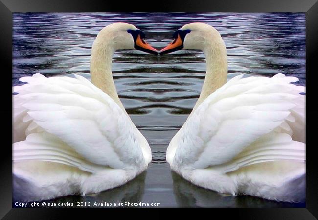 swan heart Framed Print by sue davies