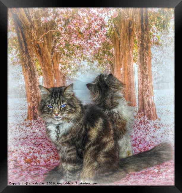 twe little kitty's Framed Print by sue davies