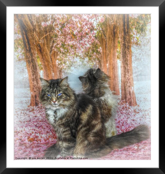 twe little kitty's Framed Mounted Print by sue davies