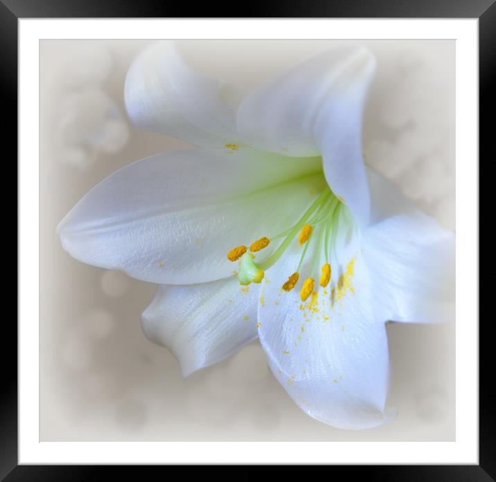 lily white Framed Mounted Print by sue davies