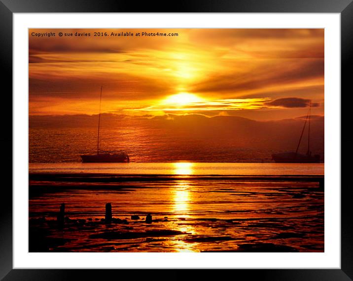 golden sunset Framed Mounted Print by sue davies
