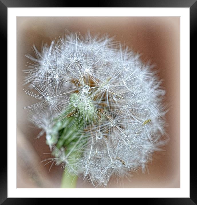 dandelion seedheads Framed Mounted Print by sue davies