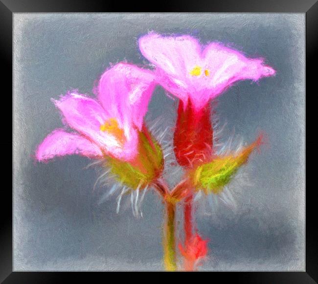 tiny wild flower Framed Print by sue davies