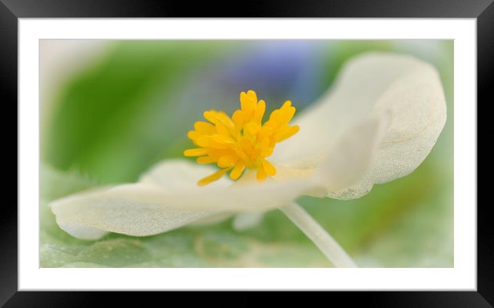 delicate flower Framed Mounted Print by sue davies