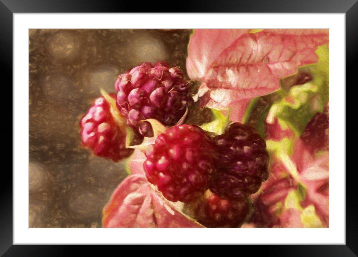 painted rasberries Framed Mounted Print by sue davies