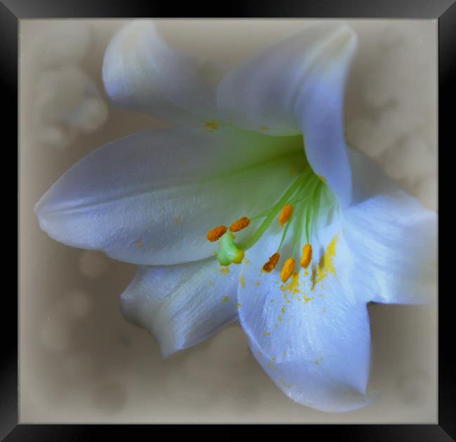 lovely lily Framed Print by sue davies