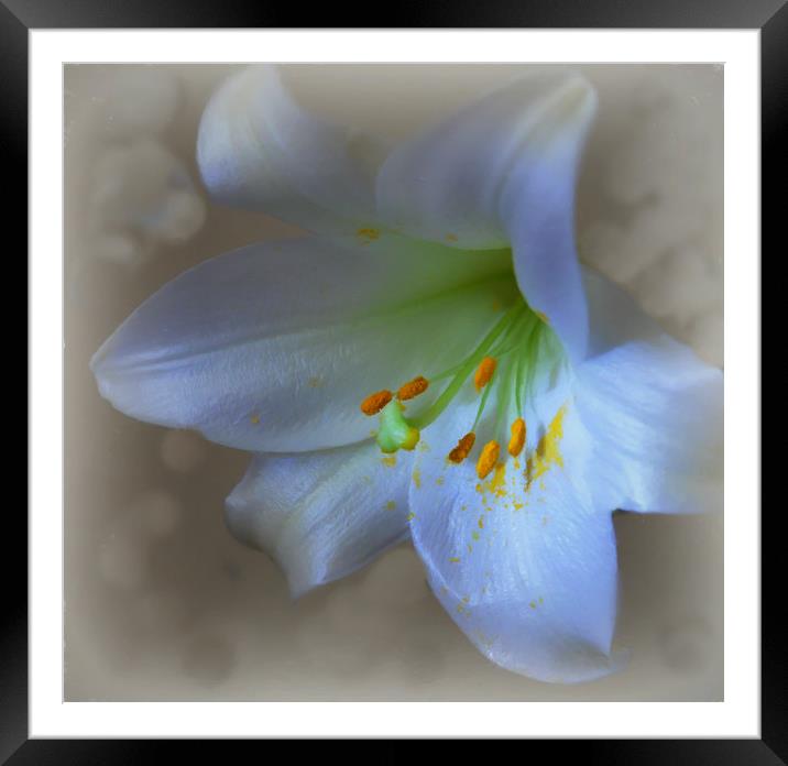 lovely lily Framed Mounted Print by sue davies