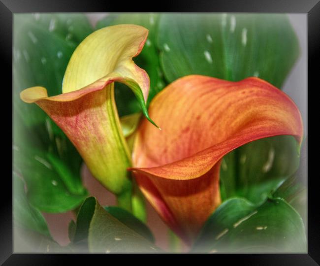 beautiful calla lily Framed Print by sue davies