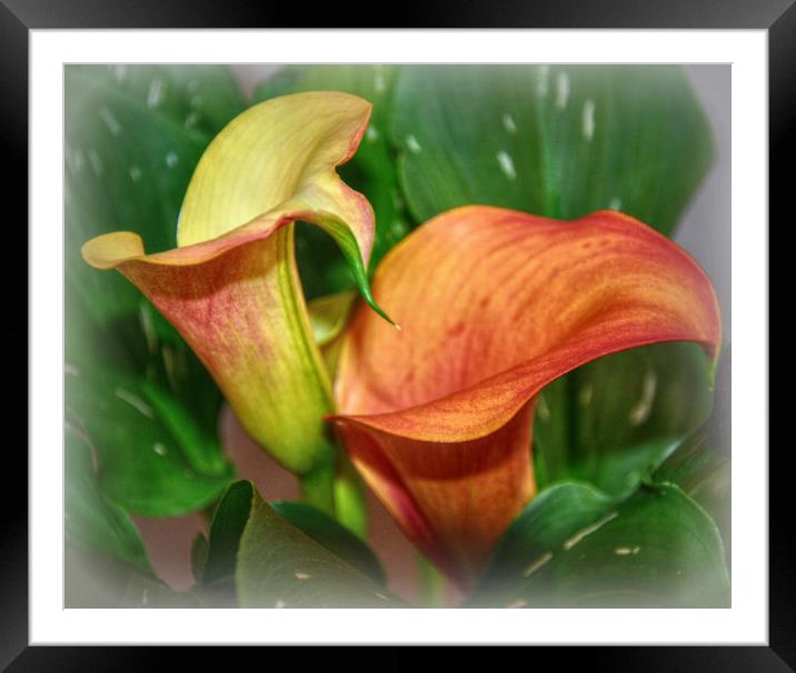 beautiful calla lily Framed Mounted Print by sue davies