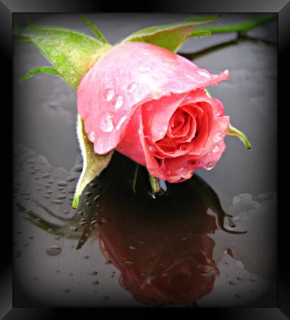raindrops on roses Framed Print by sue davies
