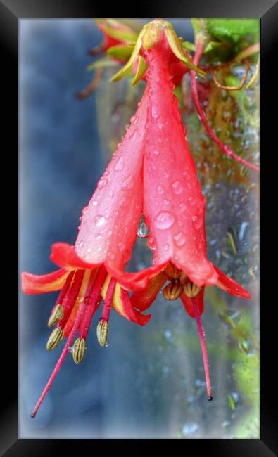 droplets Framed Print by sue davies