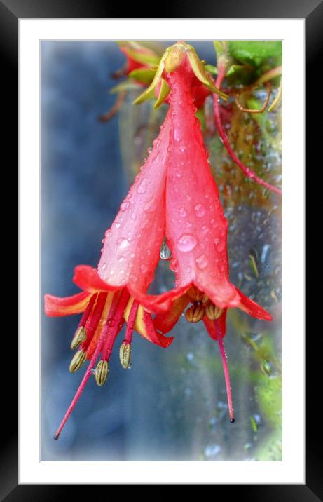 droplets Framed Mounted Print by sue davies
